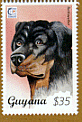 rottweiler1234.gif (10227 bytes)